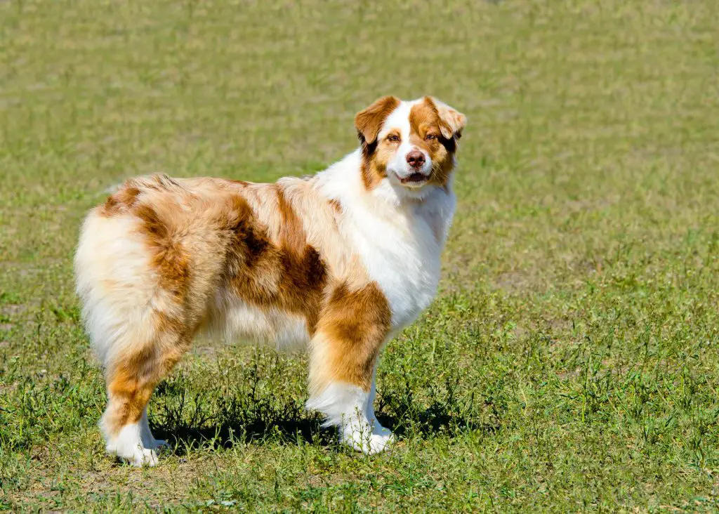 why don't australian shepherds have tails