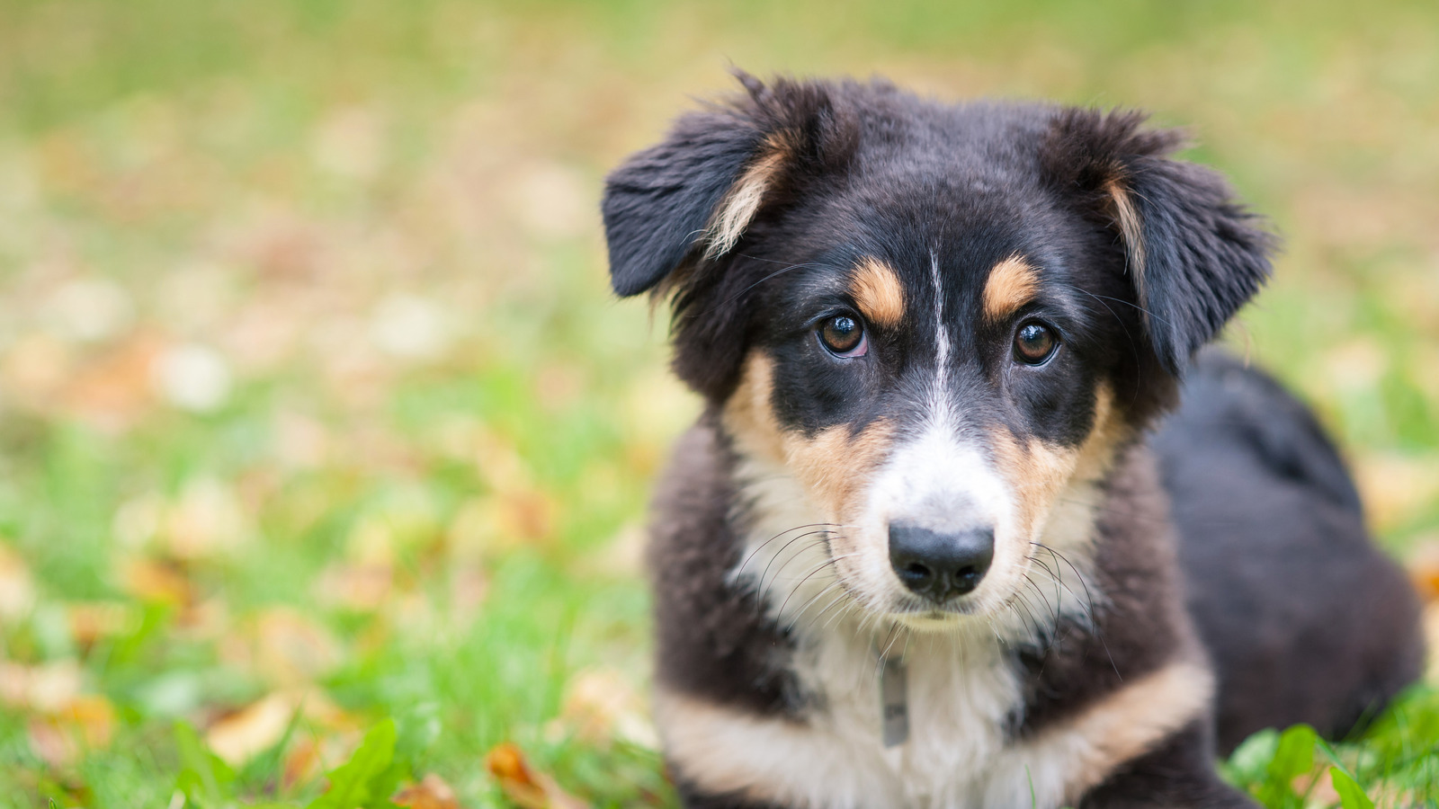 are australian shepherds high strung